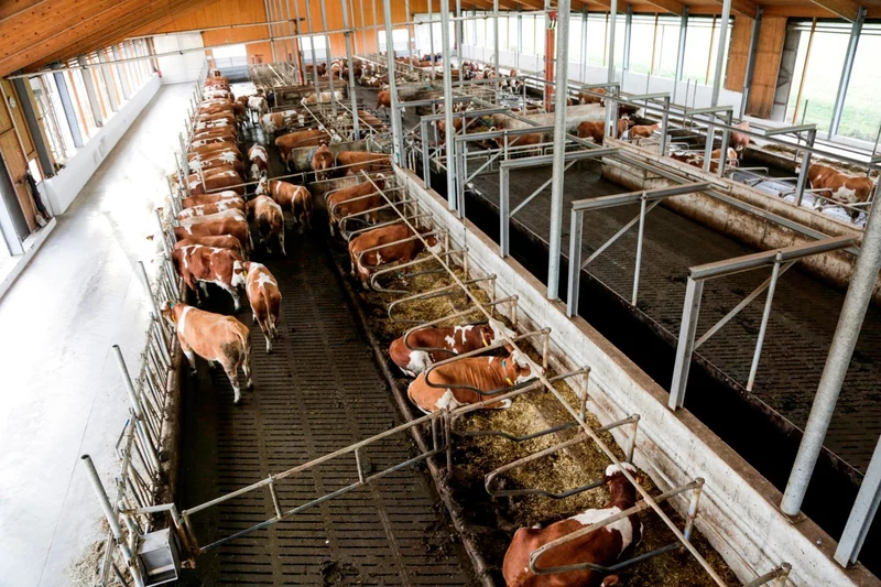 Tier-Überwachungskamera - IPCam 360° FHD 4-fach opt. Zoom