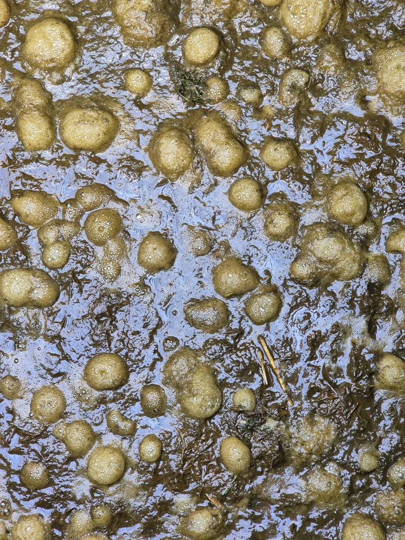 gülle plus 10 kg