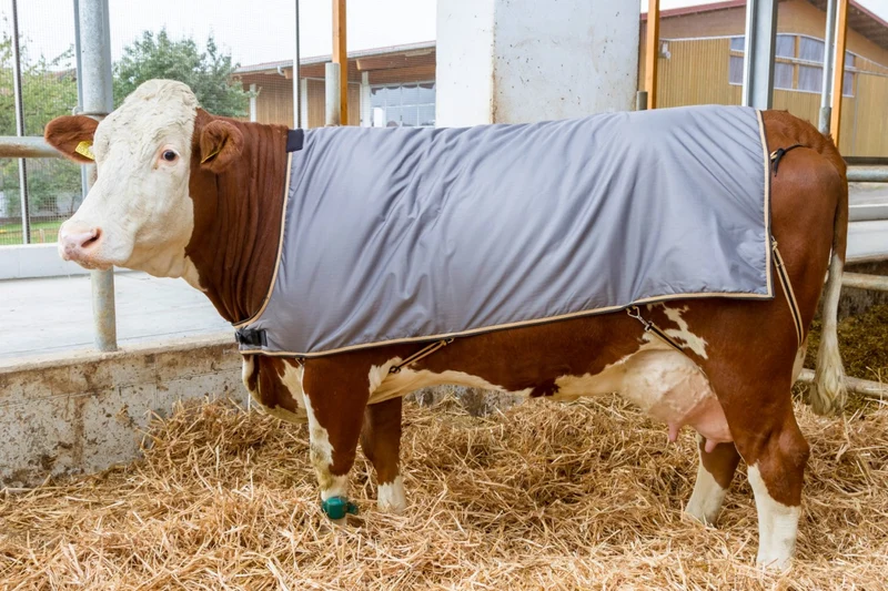 Thermodecke für Kühe