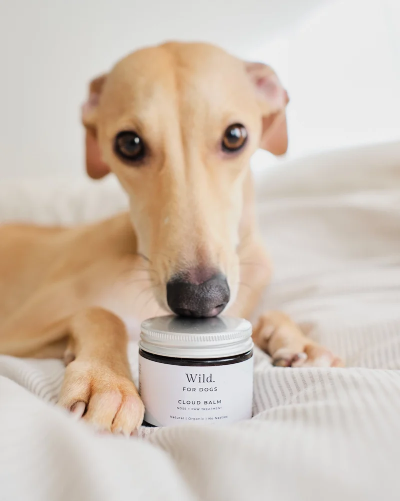 Cloud Balm: Pflegebalsam für Nase, Pfoten und Haut 60 ml