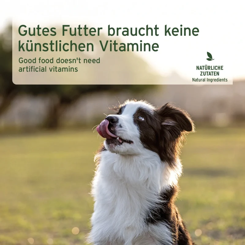 AniForte Pure Nature Senior Menu Chicken – Premium-Nassfutter für ältere Hunde mit zartem Hühnchen und natürlichen Zutaten