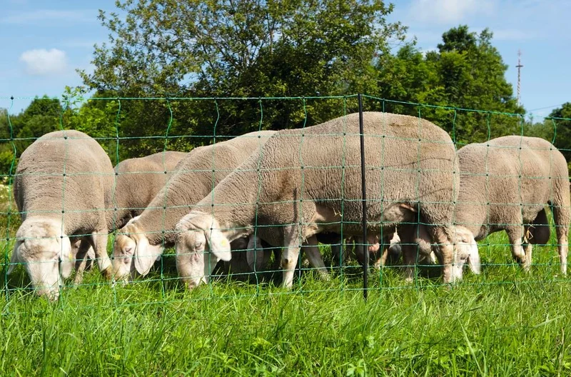 Elektrifizierbares Schafnetz 90cm/108cm x 50m Einzelspitze grün