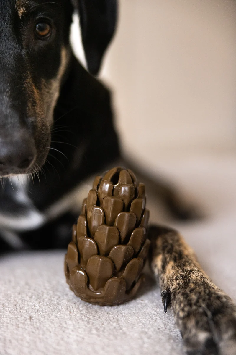 Loblolly Pinecone Tannenzapfen