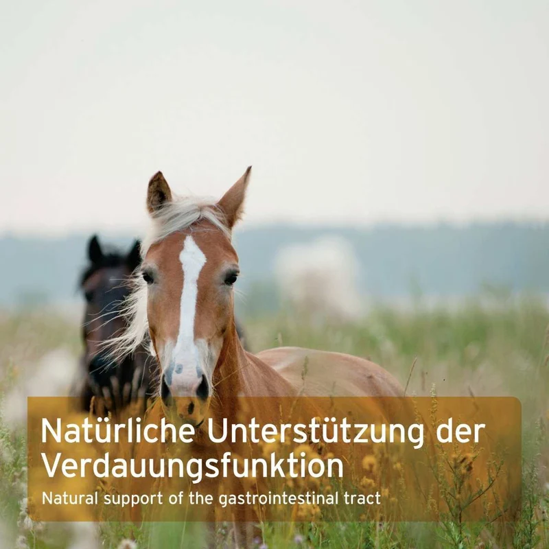 Indische Flohsamen