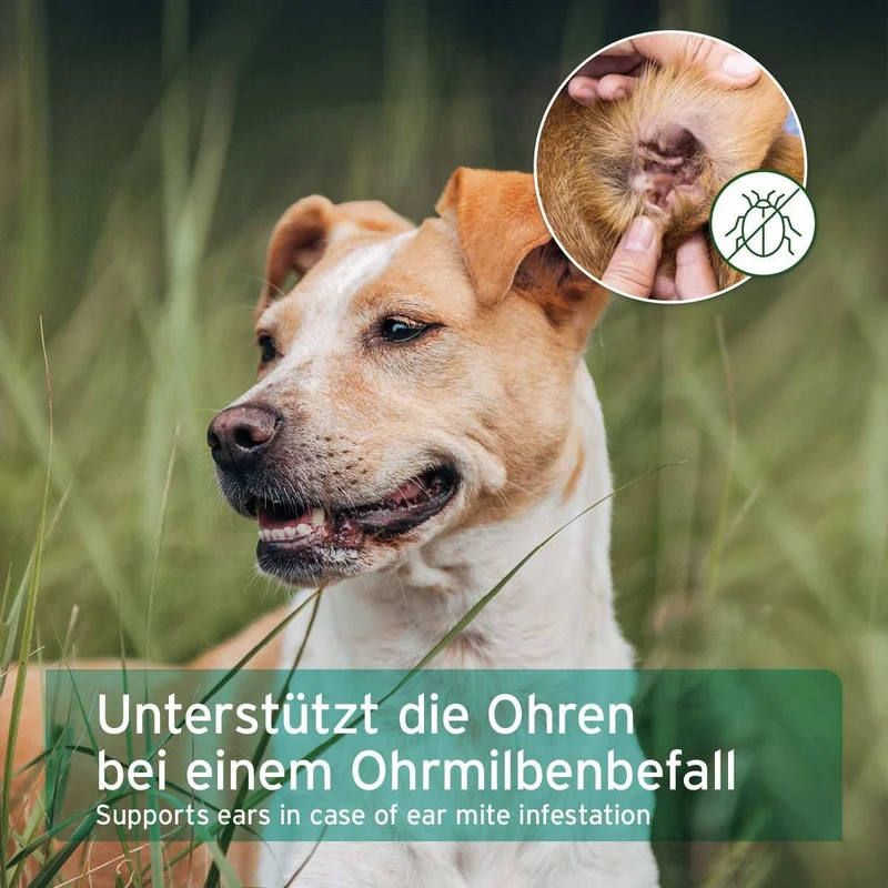 Ohrmilbenöl
