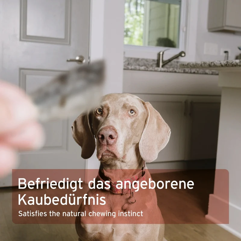 AniForte Lachshaut Hundesnack – 100% Natürlicher Kauspaß für gesunde Zähne & glänzendes Fell