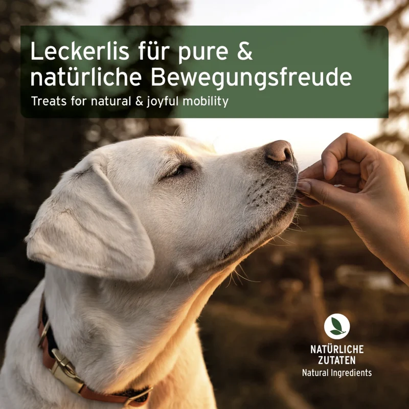 AniForte Gelenk-Snack für Hunde – Natürliche Unterstützung für Beweglichkeit & Gelenkgesundheit