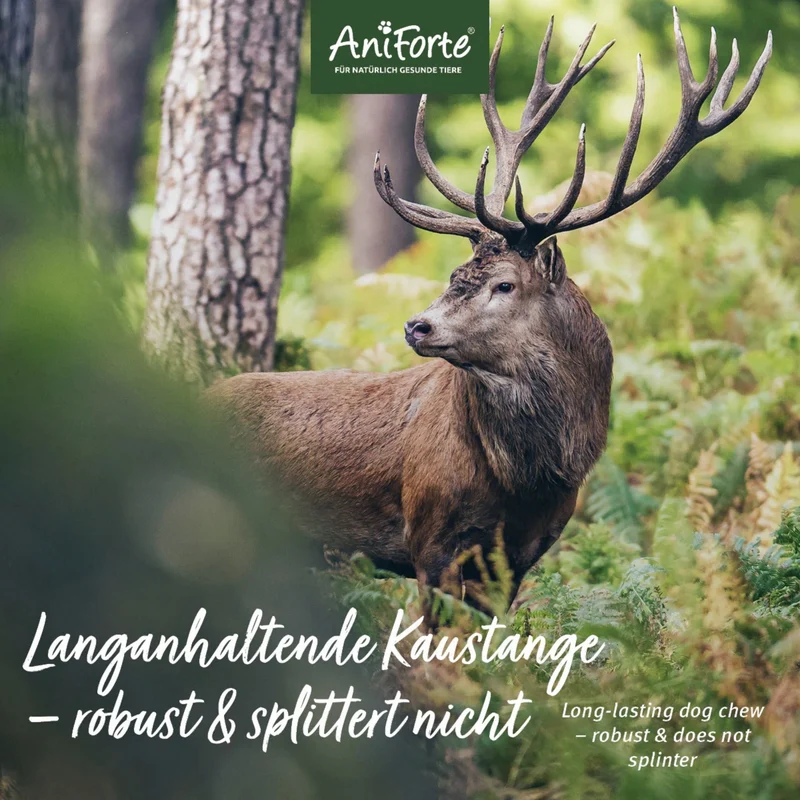 AniForte Hochland Hirschgeweih – Natürliche Kaustange für Hunde, splitterfrei & fettarm