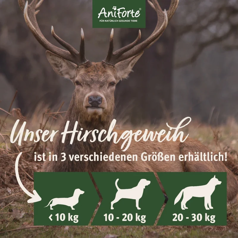 AniForte Hochland Hirschgeweih – Natürliche Kaustange für Hunde, splitterfrei & fettarm