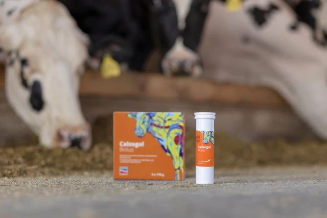 Bolus Calzogol 4er Pack