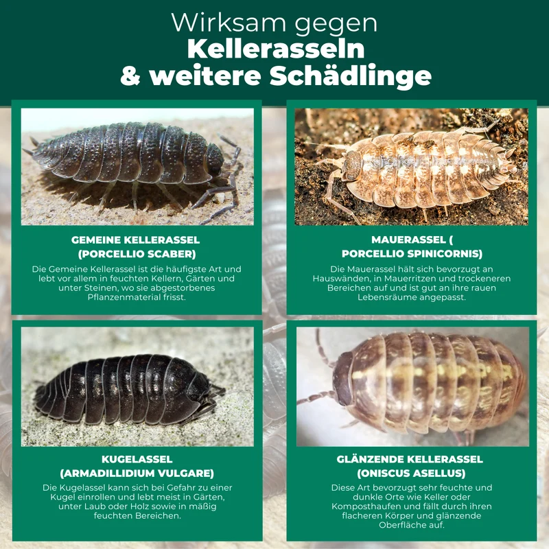 Kellerasselnfalle mit Spezial-Lockstoff