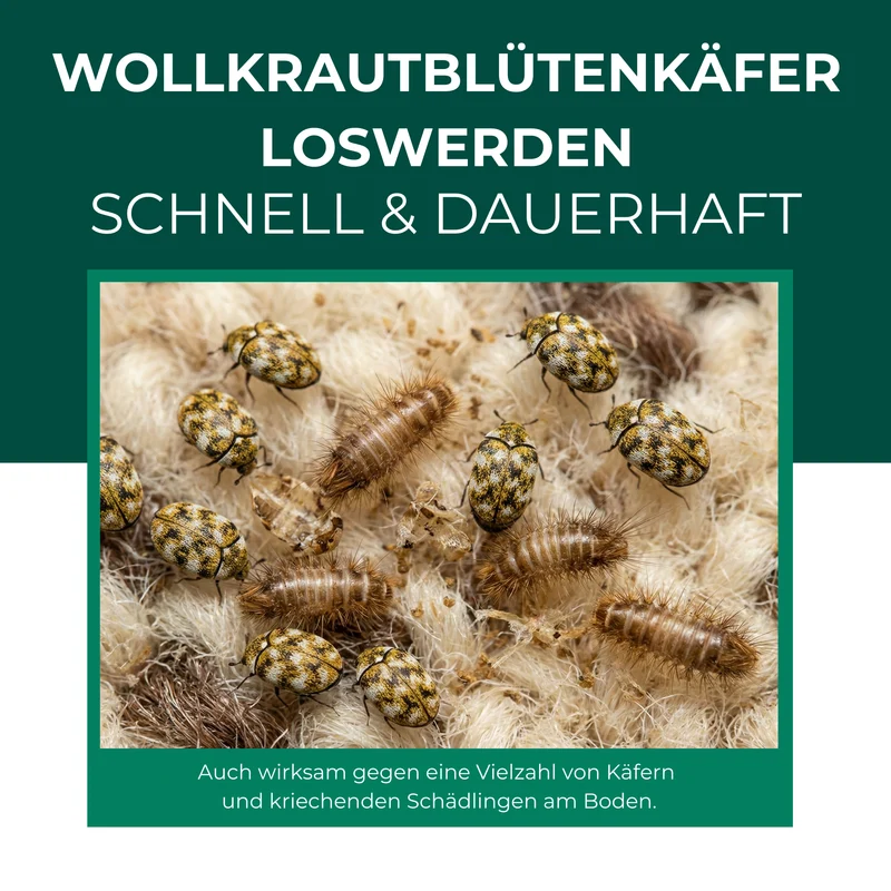 Wollkrautblütenkäferfalle mit Spezial-Lockstoff