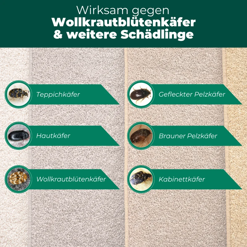 Wollkrautblütenkäferfalle mit Spezial-Lockstoff