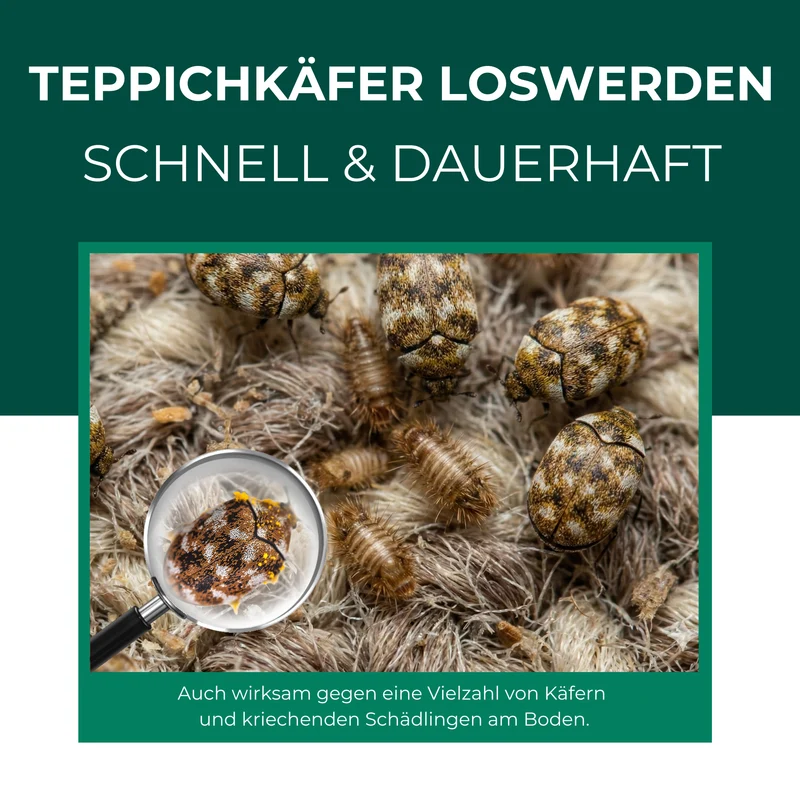 Teppichkäferfalle mit Spezial-Lockstoff