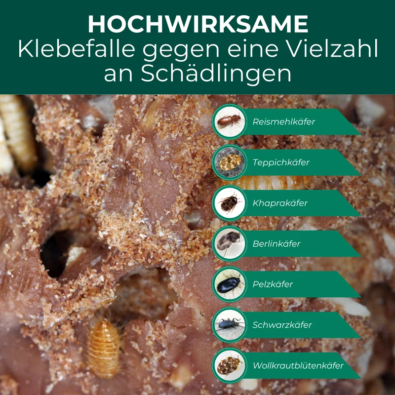 Speckkäferfalle mit Spezial-Lockstoff