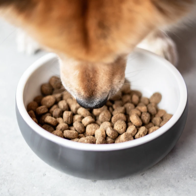 The Goodstuff Adult Dogs Trockenfutter Huhn – Getreidefreies Premium-Hundefutter für optimale Verdauung, glänzendes Fell & natürliche Vitalität