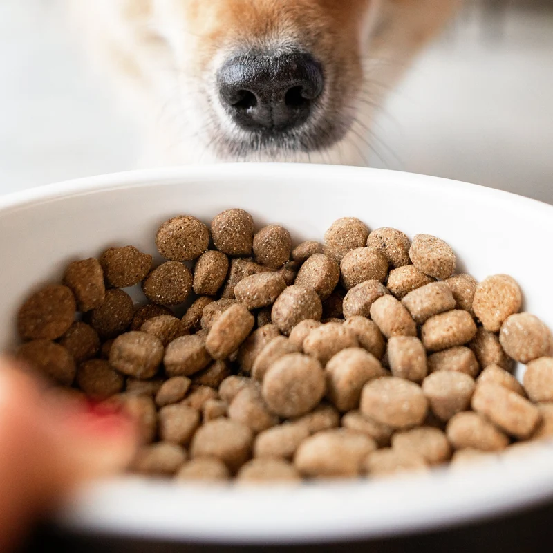 The Goodstuff Puppy/Junior Trockenfutter mit Lachs – Getreidefreie Welpennahrung für gesundes Wachstum, starke Knochen und optimale Verdauung