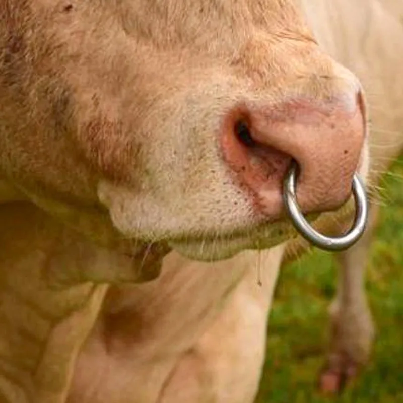Viti Di Ricambio Per Anelli Toro