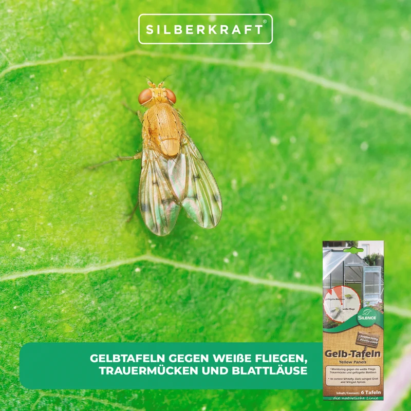 Silence Gelbtafeln (klein): Optimales Monitoring gegen die weiße Fliege, Trauermücke und Blattlaus