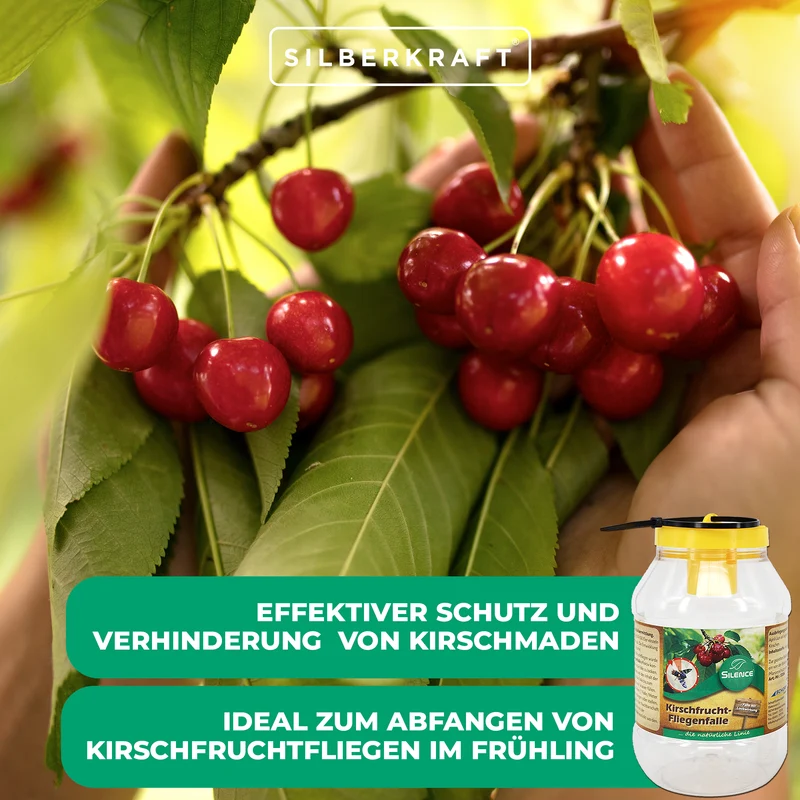 Silence Kirschfruchtfliegenfalle: Ideal zum Abfangen von Fruchtfliegen
