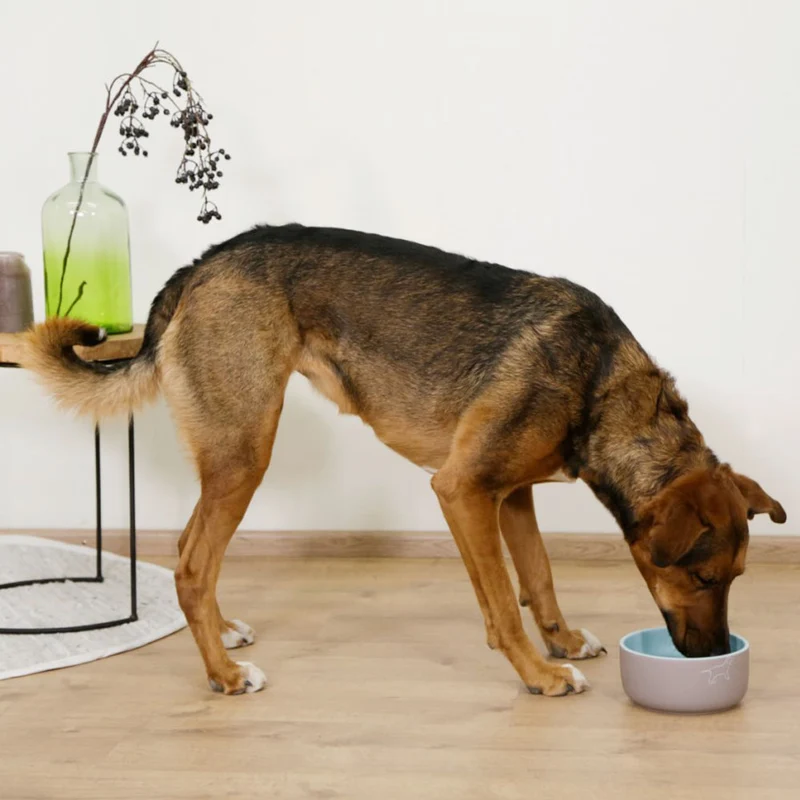 Ciotola in ceramica per cani Spirit con motivo