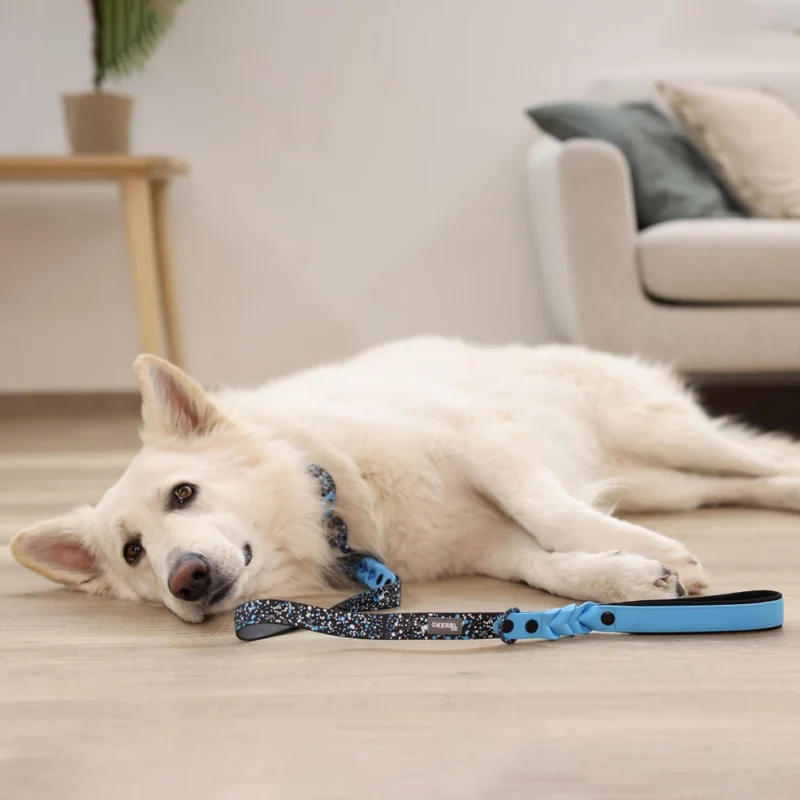Collare Resistente Lima per Cani