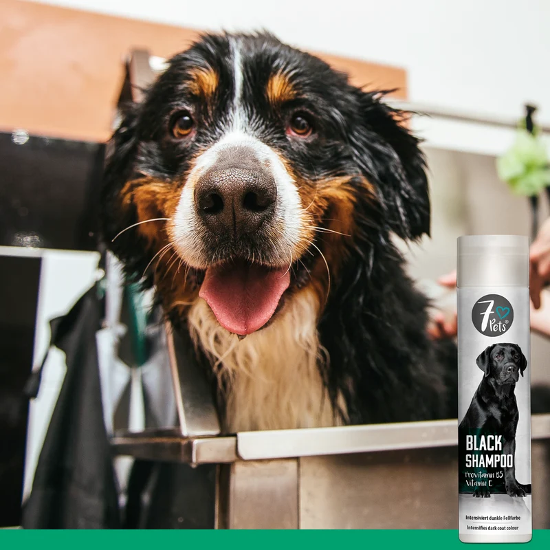Black Shampoo - Hundeshampoo für dunkelfarbiges Fell