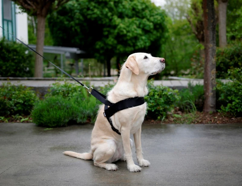 Pettorina Miami Plus per cani