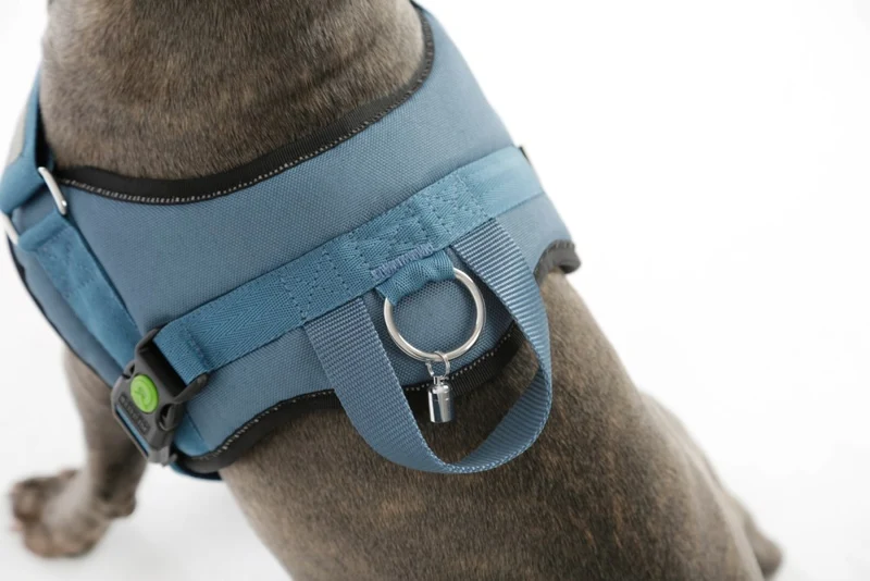 Pettorina Maestro 2.0 con Maniglia e Tubo Porta Indirizzo per Cani