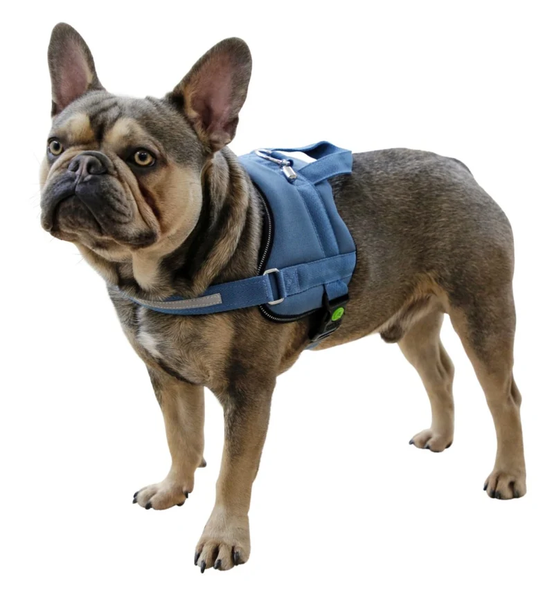 Pettorina Maestro 2.0 con Maniglia e Tubo Porta Indirizzo per Cani