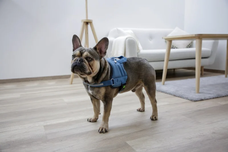 Pettorina Maestro 2.0 con Maniglia e Tubo Porta Indirizzo per Cani