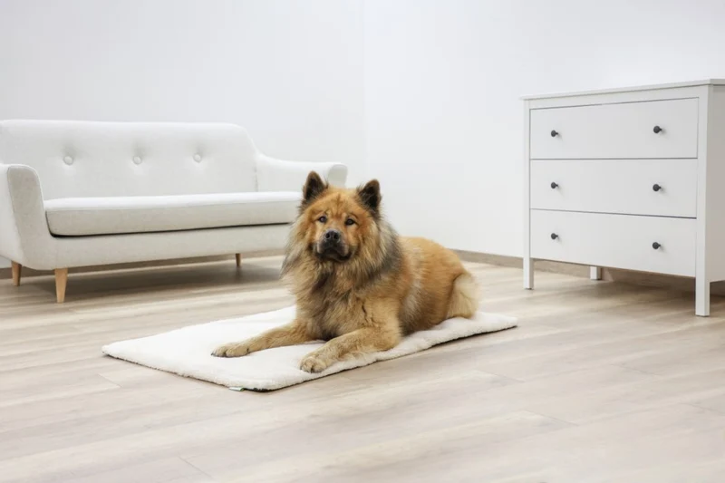Cuscino da Pavimento Theo per Cani e Gatti