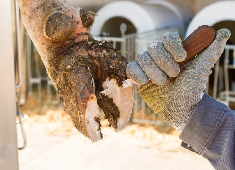 Coltello per zoccoli SuperProfi per la cura degli zoccoli dei cavalli