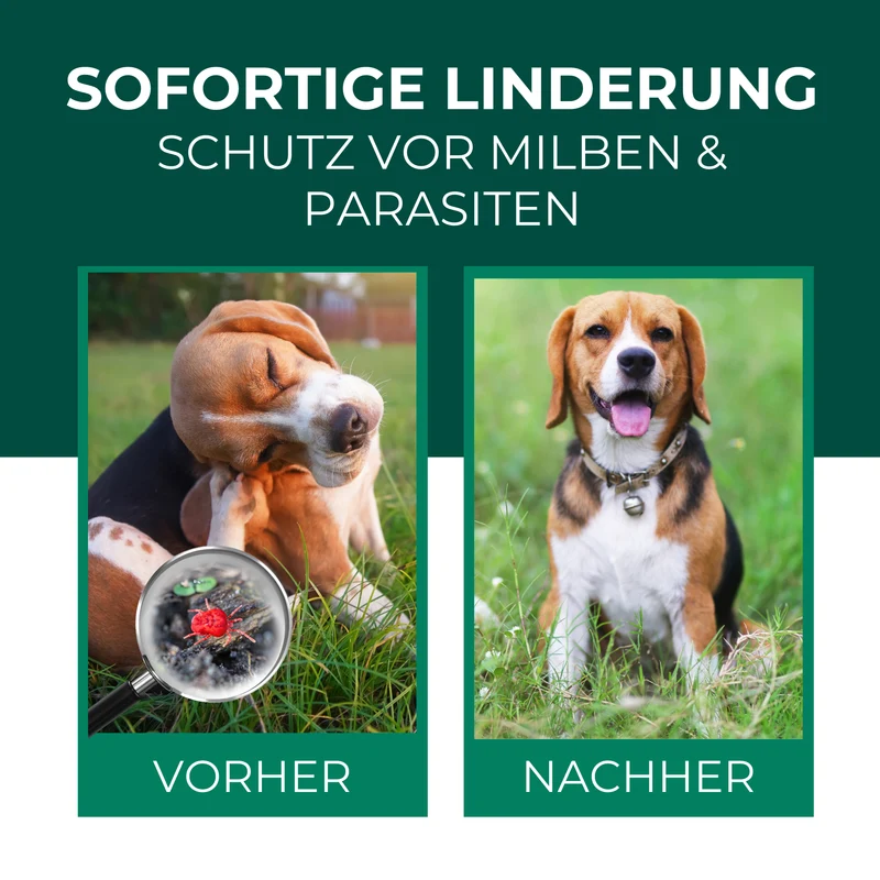 Grasmilben Ex Hund & Katze