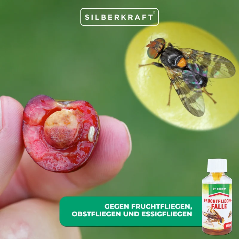 Effektive Fruchtfliegenfalle gegen Frucht-, Obst- und Essigfliegen