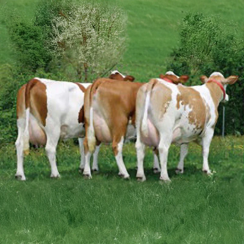 Unifeed con Trebbie di Birra – L’Alternativa Proteica