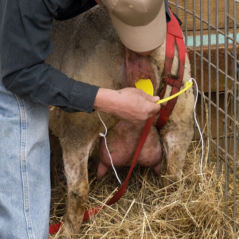 Supporto contro il prolasso uterino per pecore
