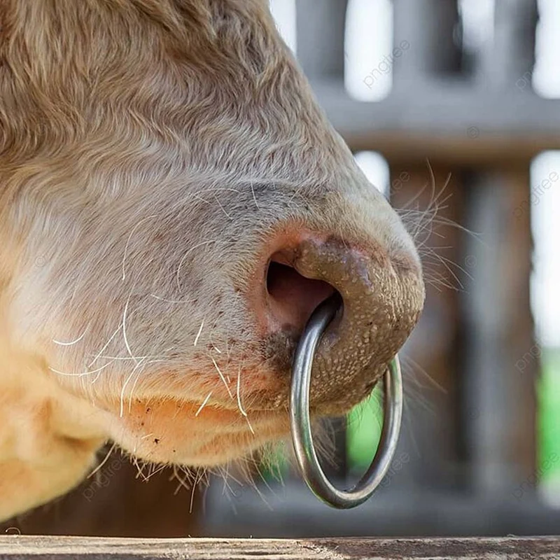 Anello per naso per bovini, Metallo zincato