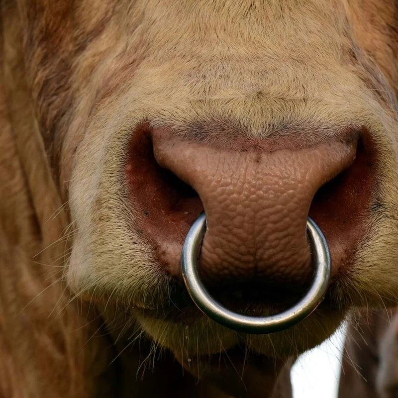 Anello per naso per bovini, Metallo zincato