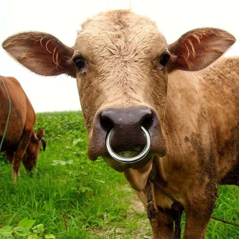 Anello per naso per bovini, Metallo zincato