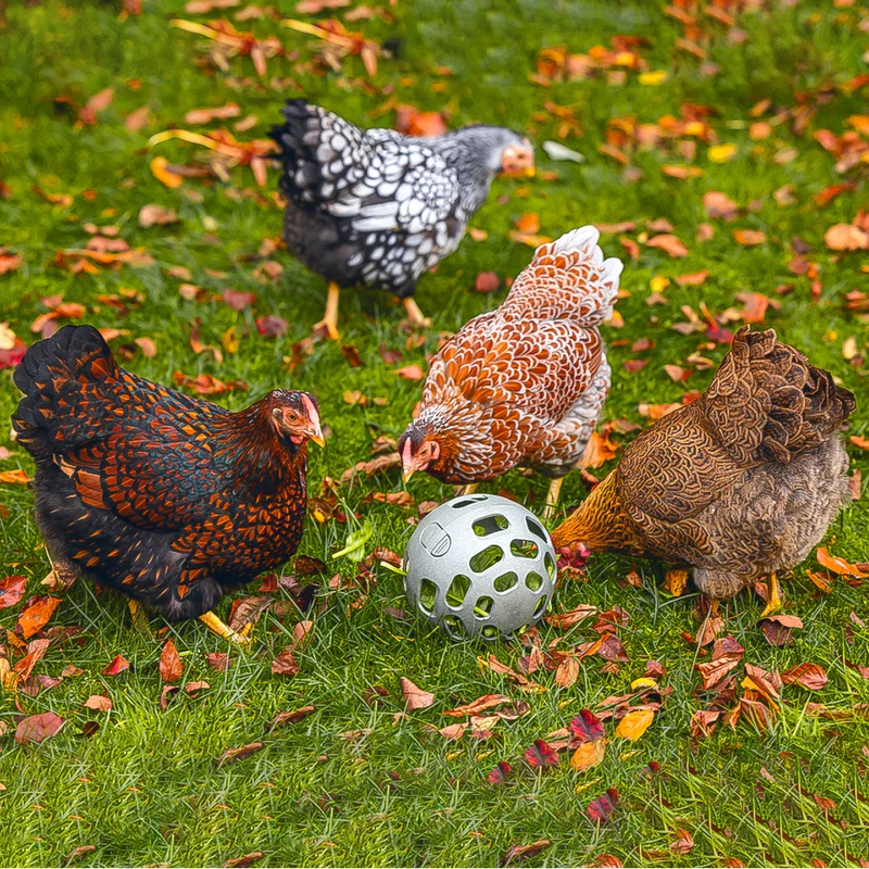 Palla Snack per Galline - 100% Plastica Riciclata | Ø 150mm | Ecologica
