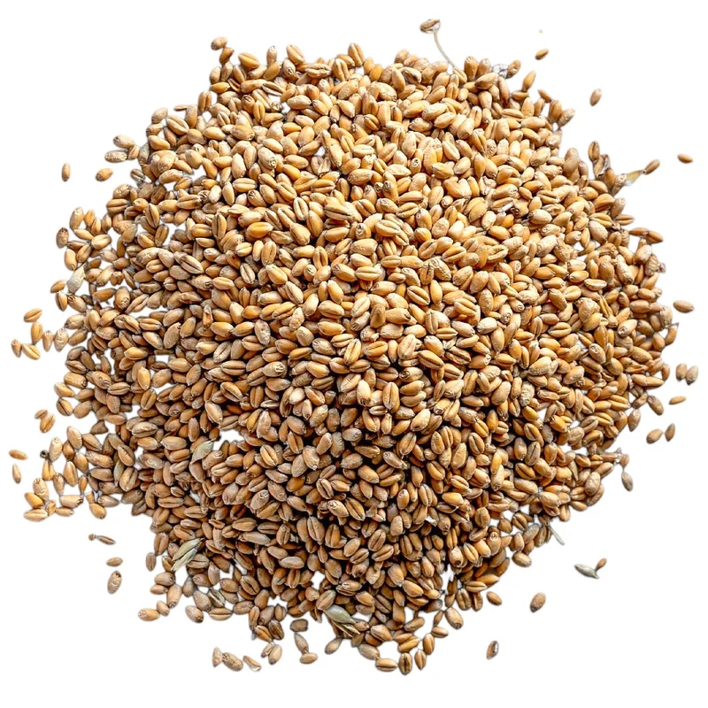 Beikircher Mangimi – Chicchi di frumento (Sfuso/Big Bag/30kg)