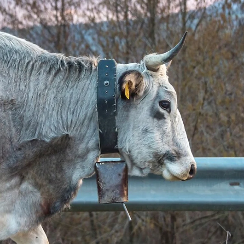 Campana piatta Gotthard in lamiera d’acciaio