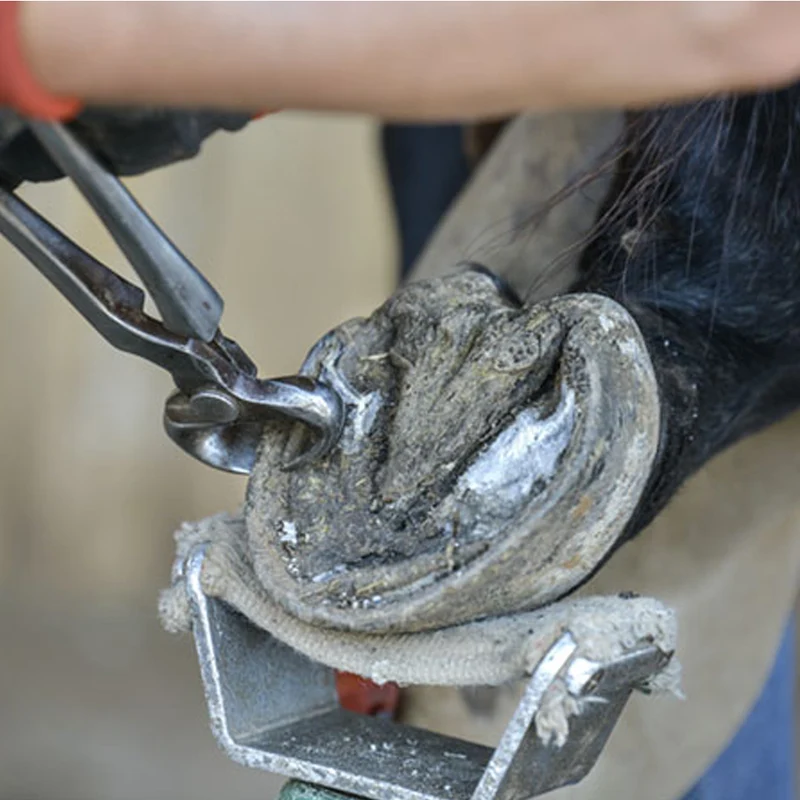 Knipex tenaglia da pareggio - cura degli zoccoli per bovini | strumento professionale 30 cm