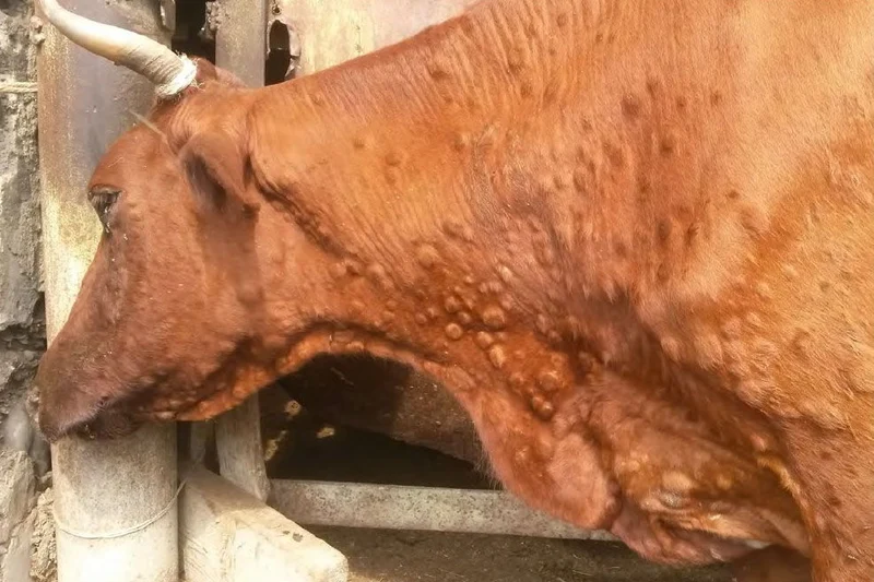 Top Repell repellente insetti, la migliore prevenzione contro i vettori della Blue Tongue e della “nuova peste bovina” la Dermatite Nodulare Contagiosa - 500ml