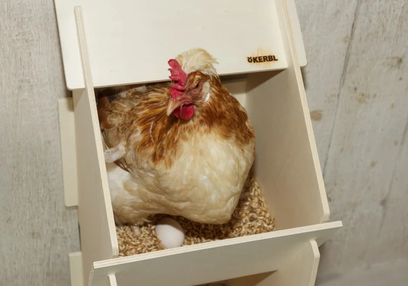 Nido in legno per galline per deposizione
