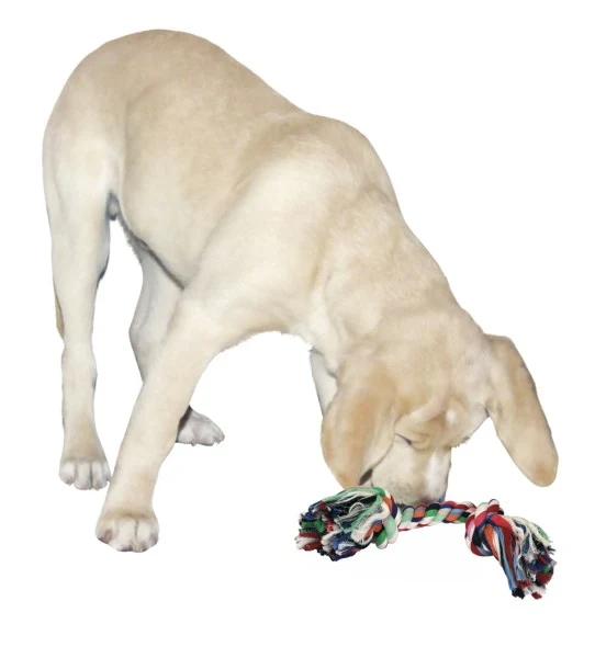 Nodi per denti per cani