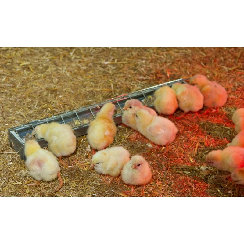 Mangiatoia per polli zincata