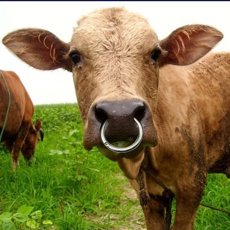 Anelli Toro