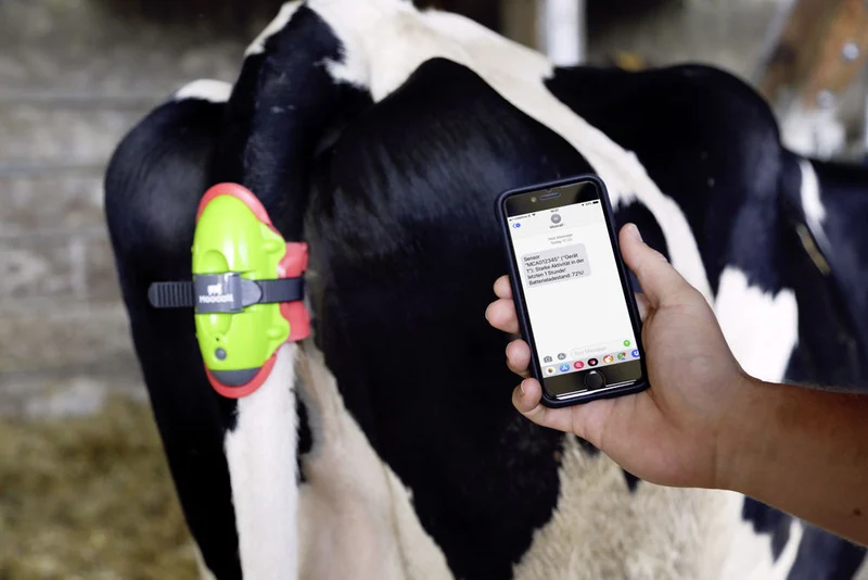 Moocall Monitor per il parto